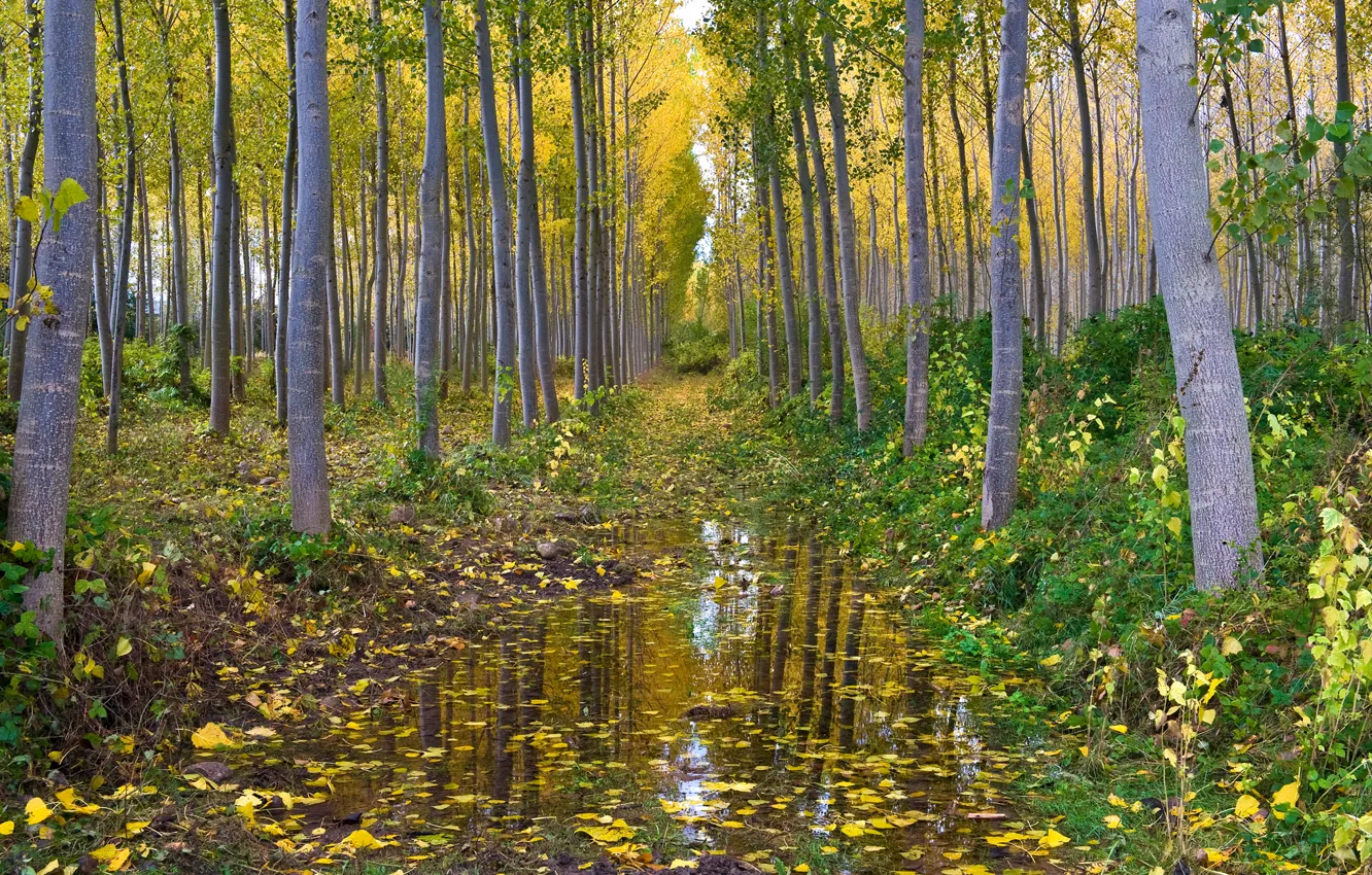 Фото обои осень, лес, вода, роща, осина