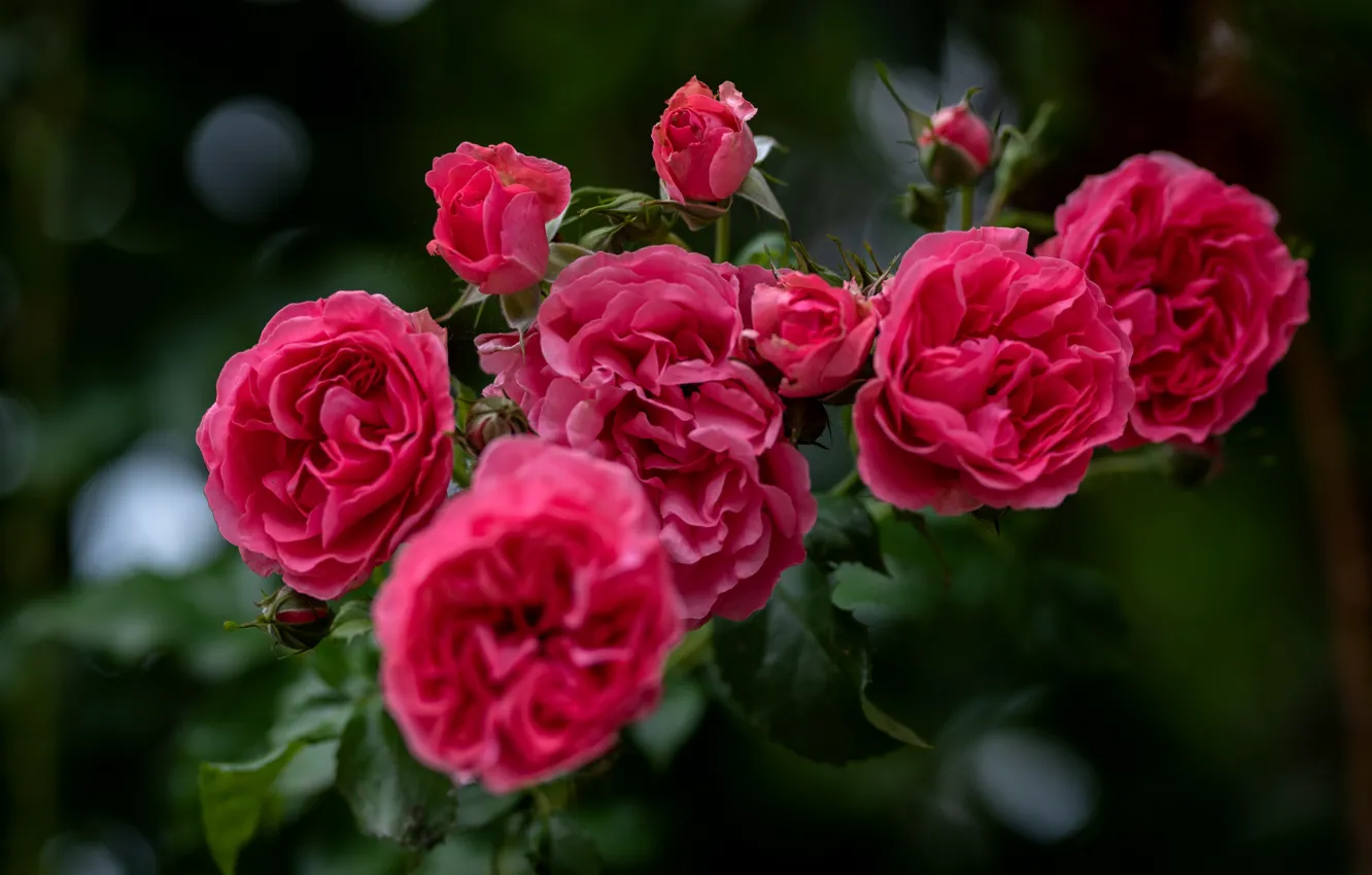 Фото обои макро, природа, куст, розы, ветка, сад, бутоны, @vazgenwaka