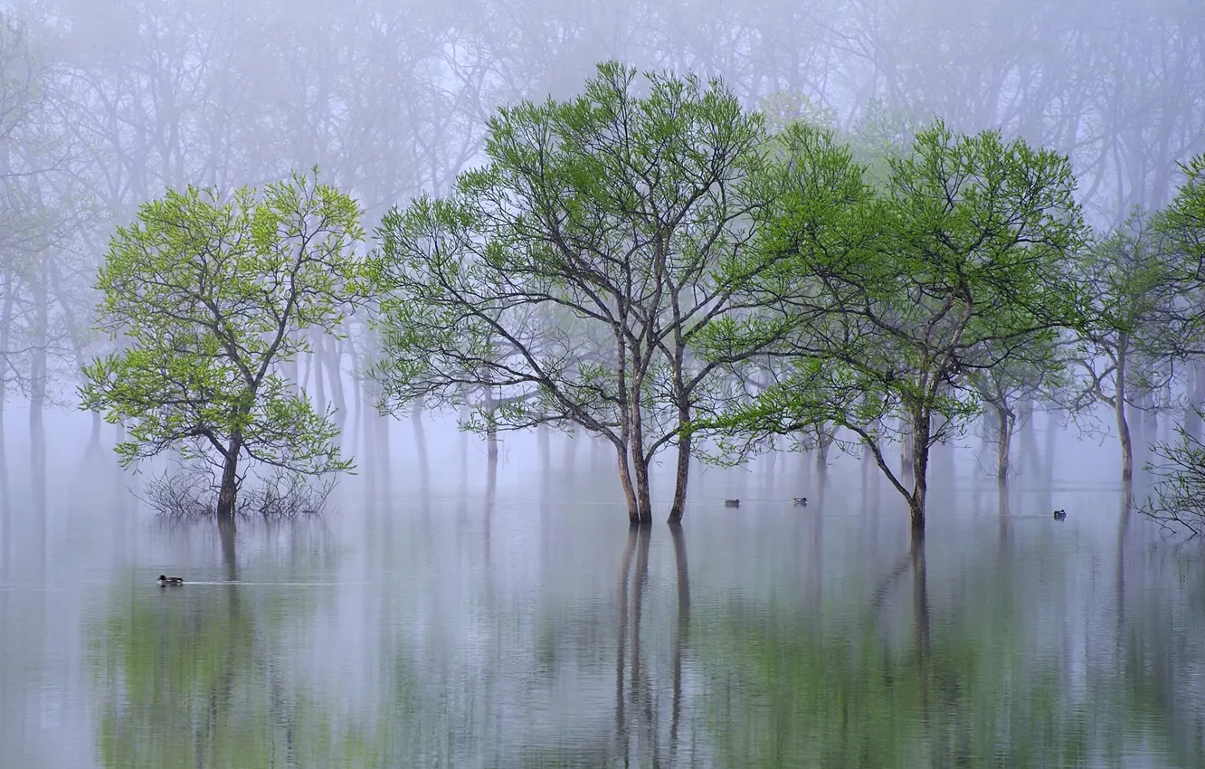 Фото обои вода, деревья, природа, туман, река, утки, весна, утро