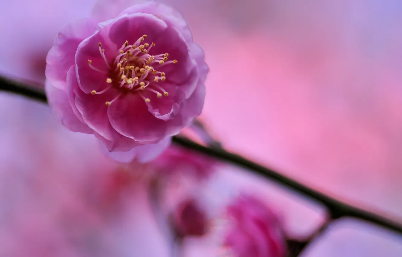 Фото обои цветок, макро, веточка, дерево, розовый, лепестки, размытость, Слива