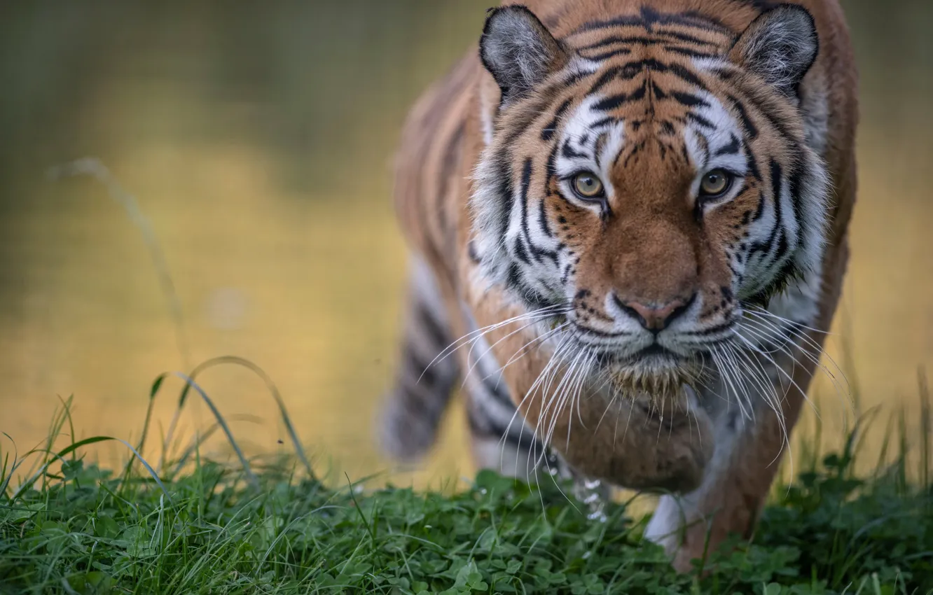 Фото обои трава, взгляд, морда, тигр, дикая кошка