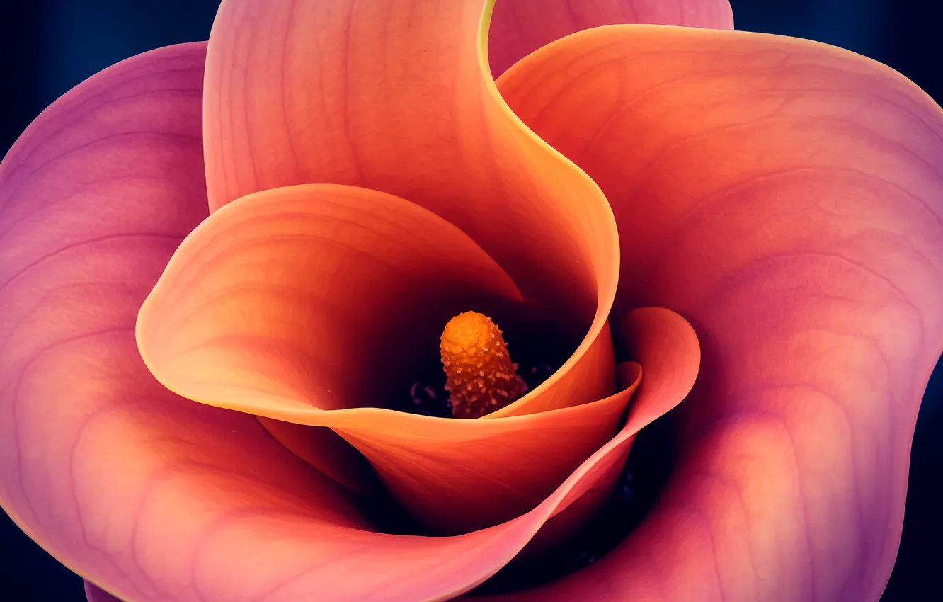 Фото обои цветок, оранжевый, фон, обои, арт, wallpaper, flower, art