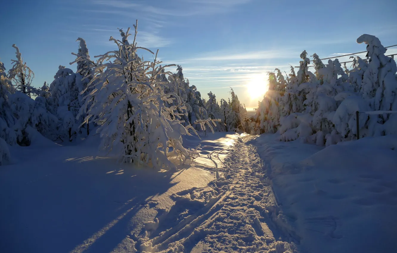 Фото обои зима, лес, свет, снег, утро
