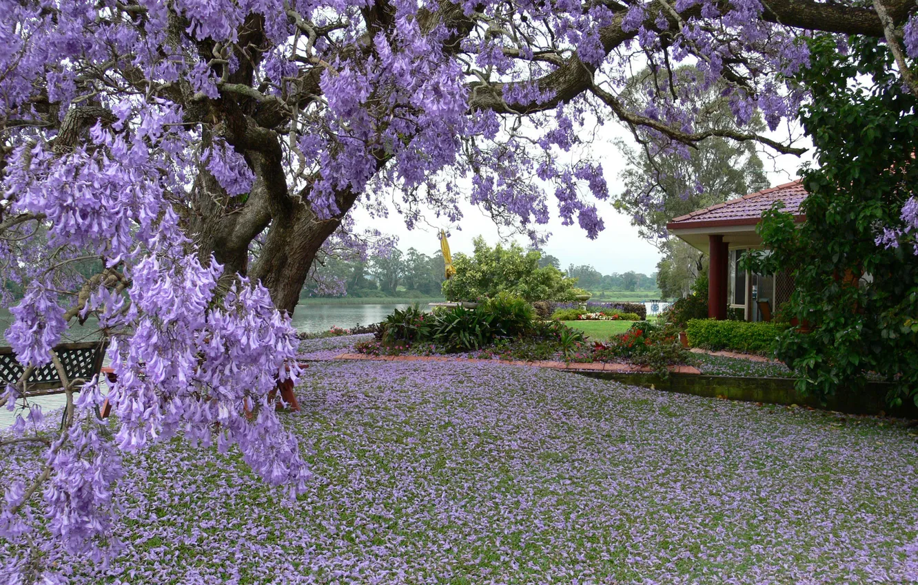 Фото обои цветы, дом, дерево