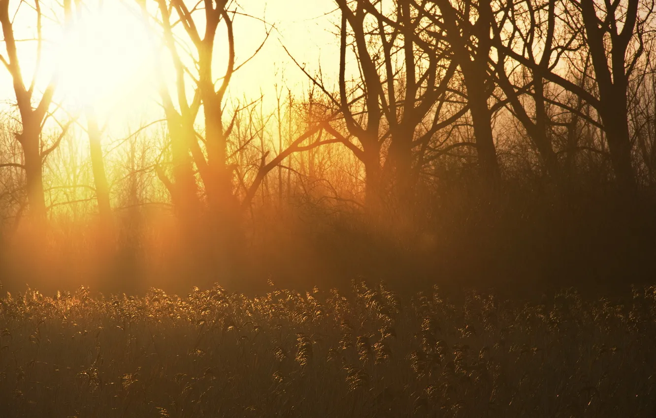 Фото обои Golden, Reeds, Marsworth