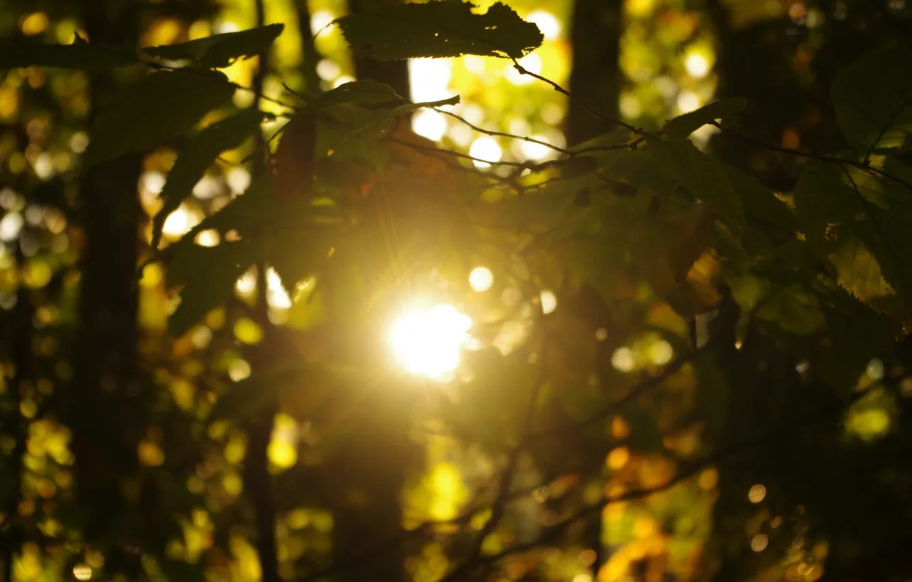 Фото обои листья, солнце, свет