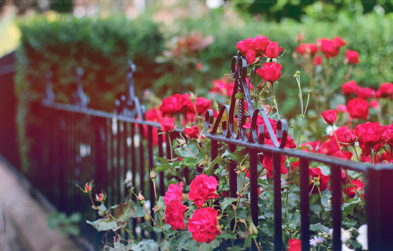 Фото обои цветы, забор, ограда, лепестки