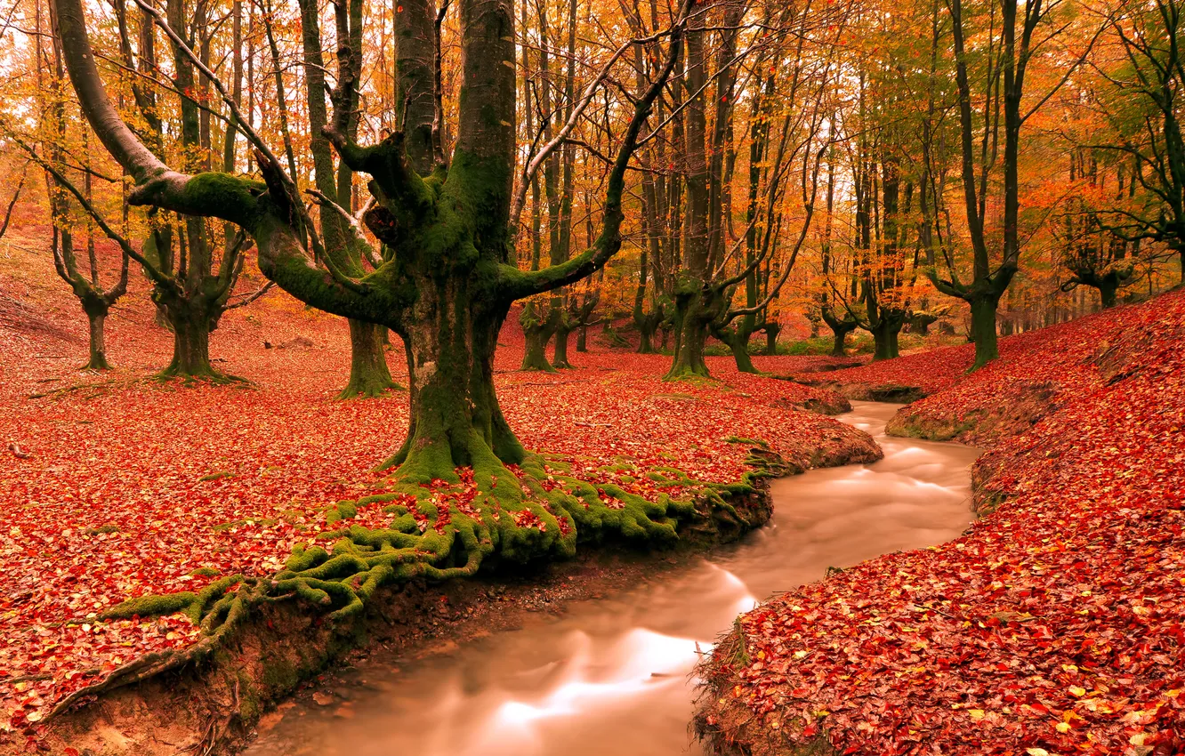 Фото обои осень, лес, деревья, природа, ручей, листва, вечер, испания