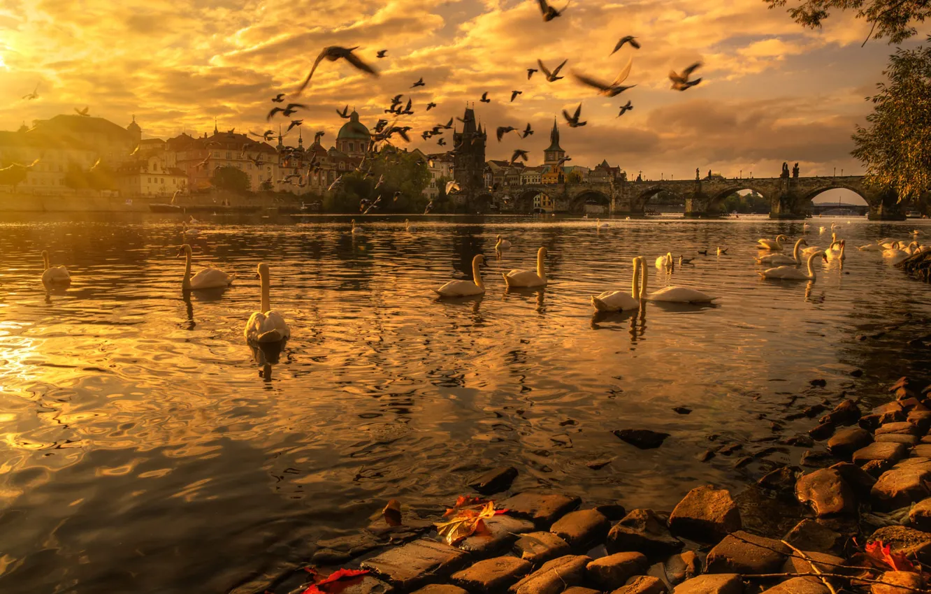 Фото обои осень, пейзаж, закат, птицы, мост, город, река, здания
