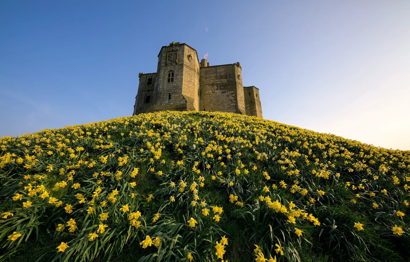 Фото обои England, Narcissus, Ruined, Daffodil Castle