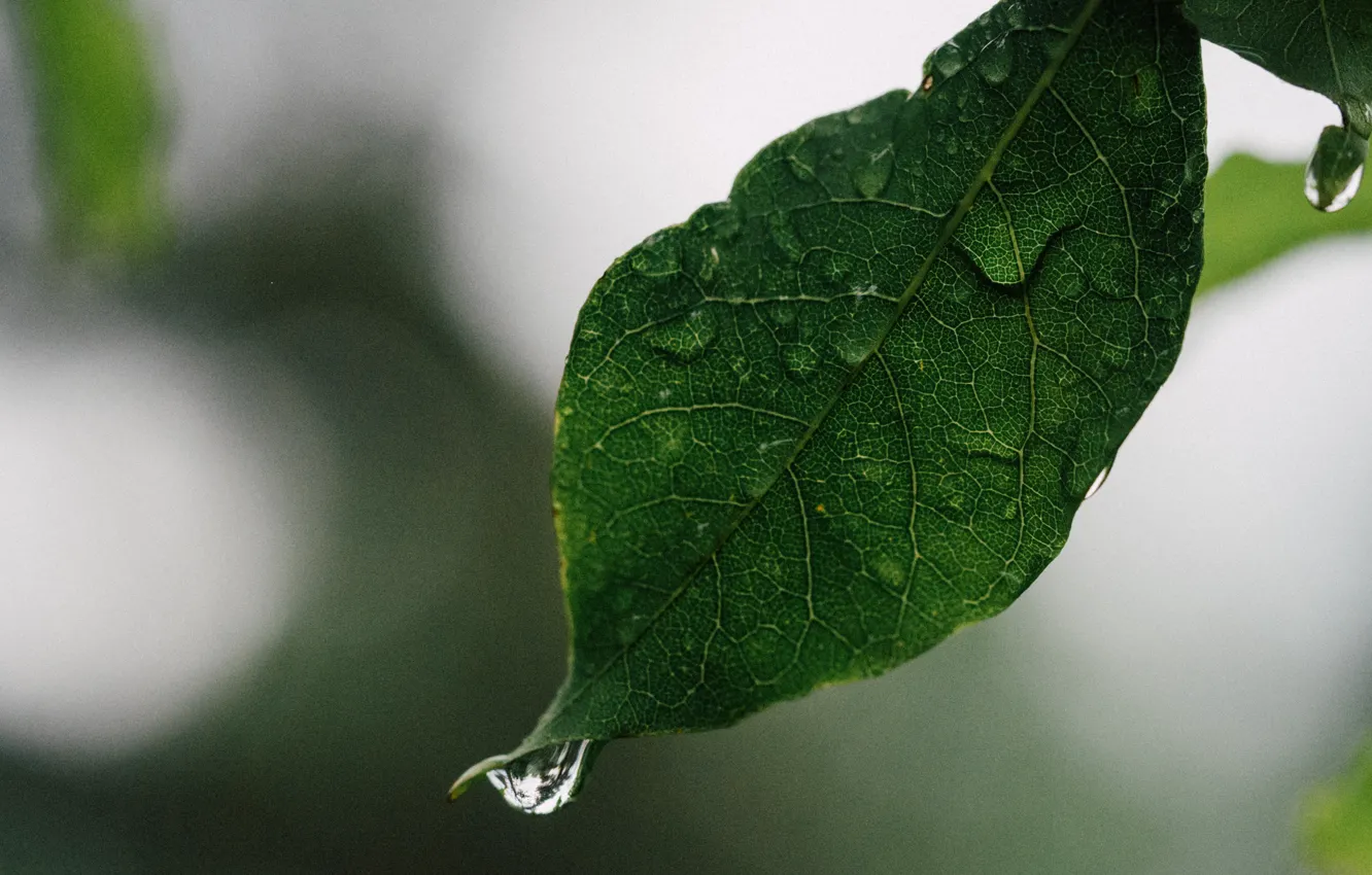 Фото обои капли, макро, лист, leaf, drop of water, water droplet