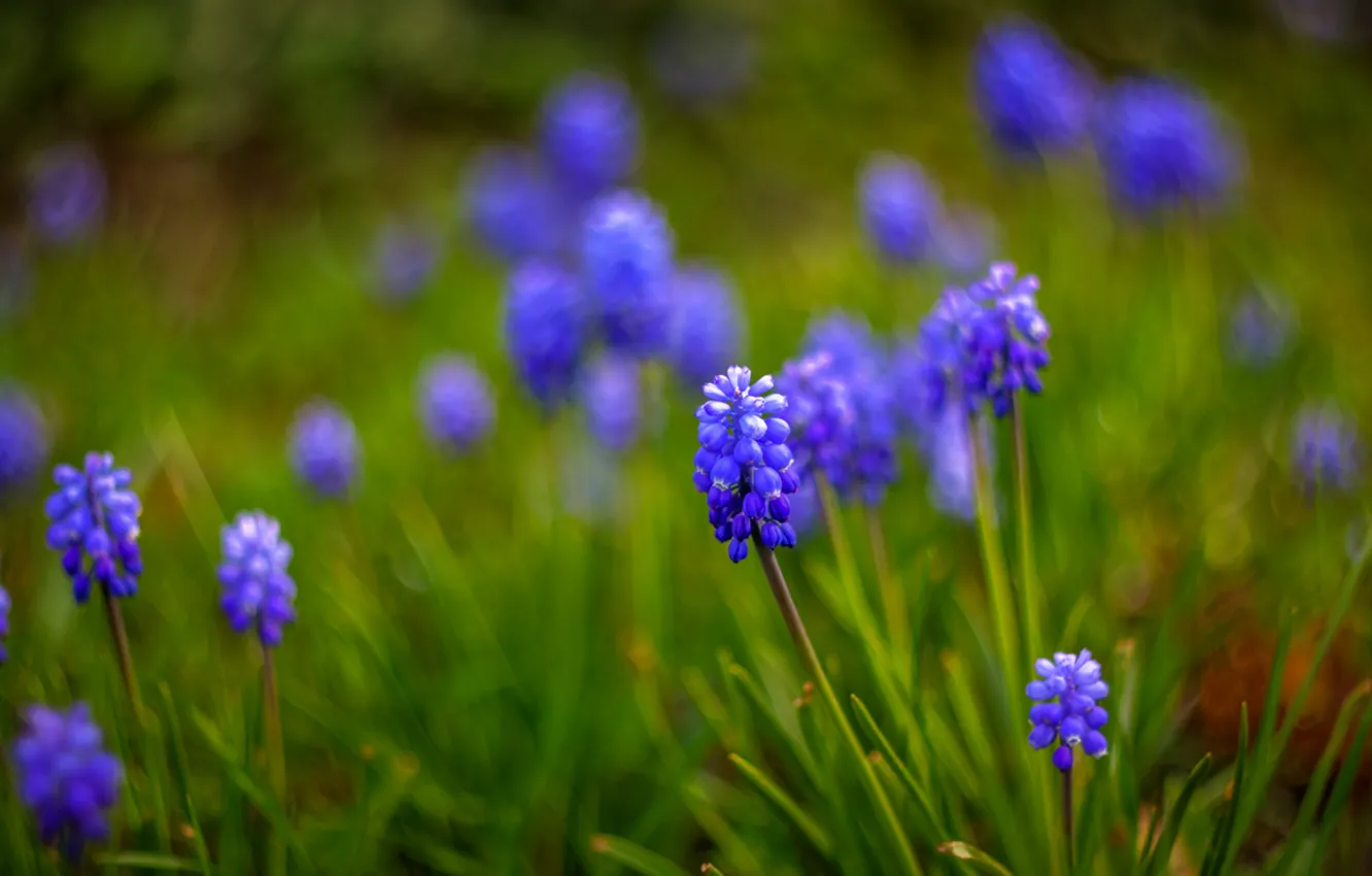 Фото обои макро, цветы, размытость, синие, Мускари