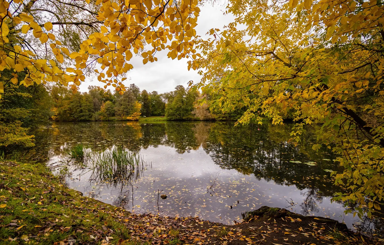 Фото обои осень, пруд, октябрь, Andrey Gubanov, Кузьминки