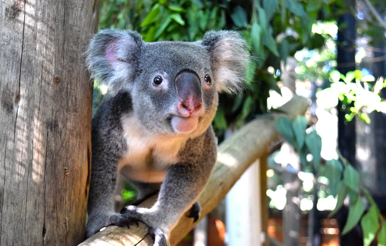 Фото обои Взгляд, Флорида, Морда, США, Florida, Коала, Koala, Palm Beach Zoo