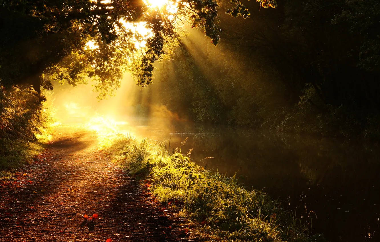Фото обои лучи, свет, деревья, ветки, природа, река, дорожка