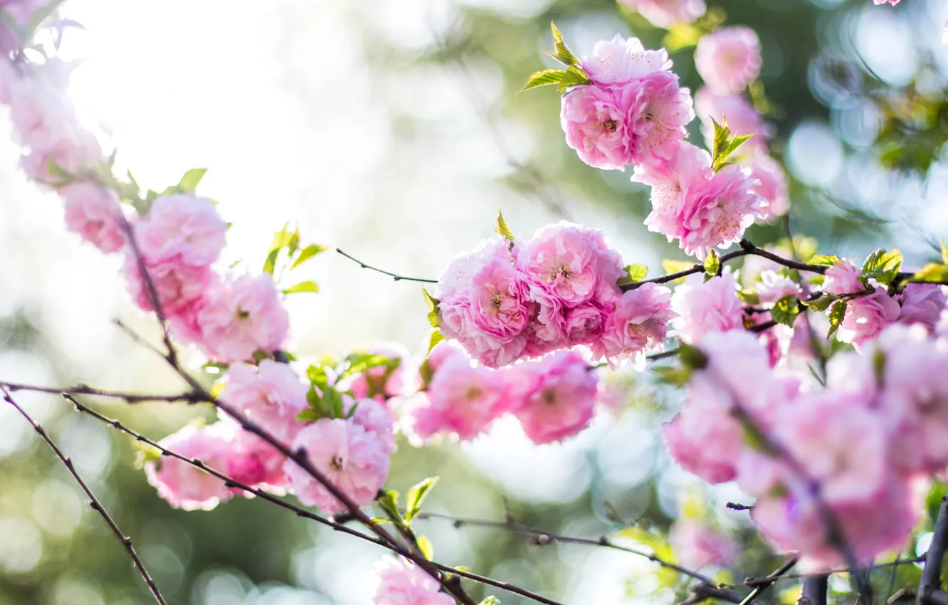 Фото обои цветы, природа, розовый, ветка, весна, сакура, цветение