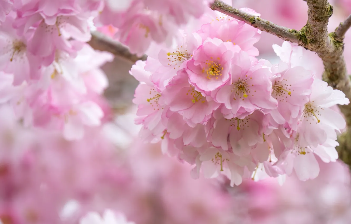 Фото обои розовый, весна, сакура