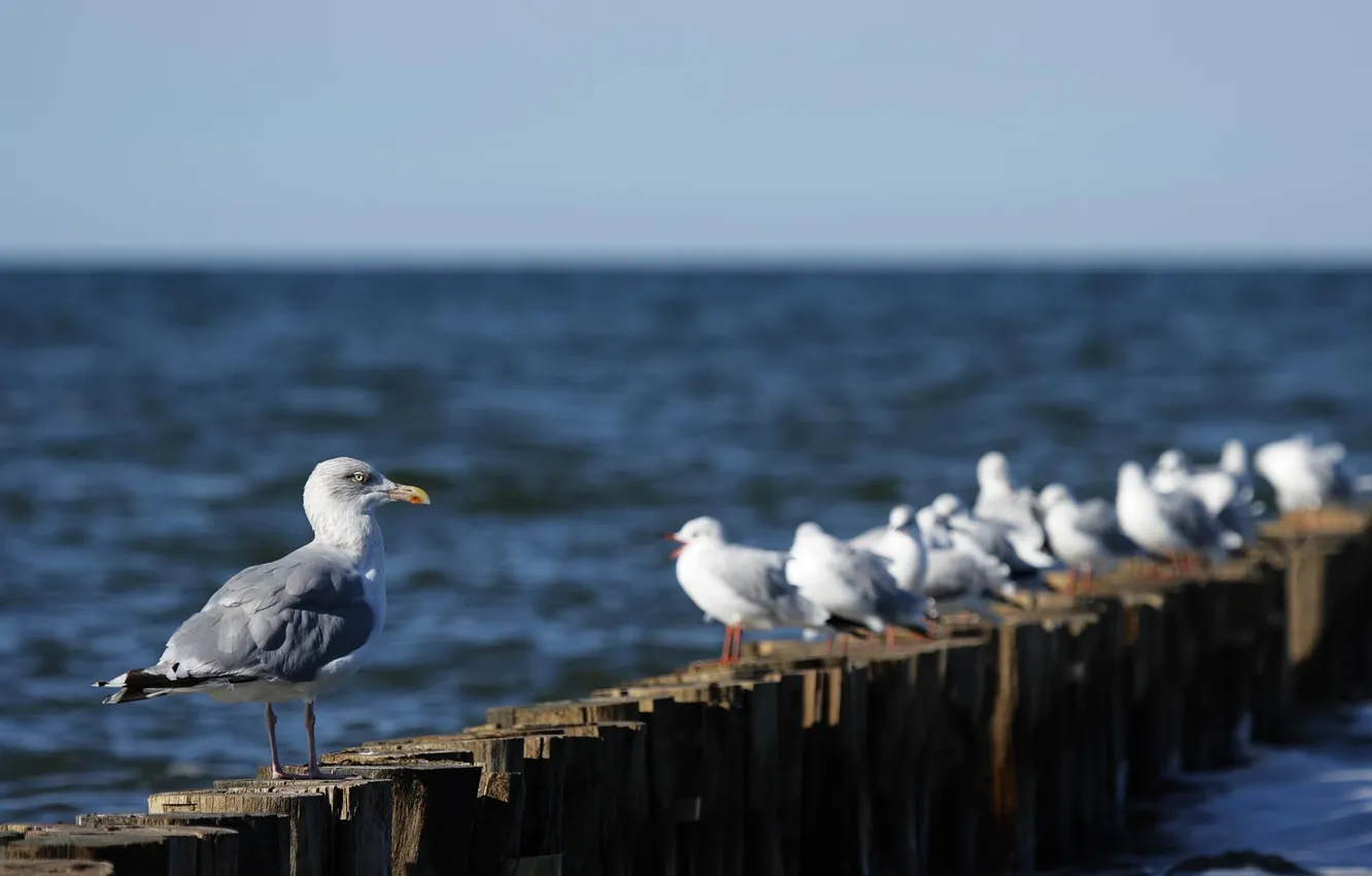 Фото обои птицы, природа, чайки, nature, birds, сидя, sitting, Herring Gull