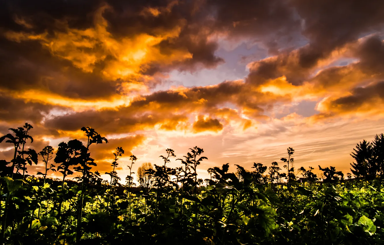 Фото обои Light, Clouds, Sky, Sun, Autumn, Evening, Field, Dusk