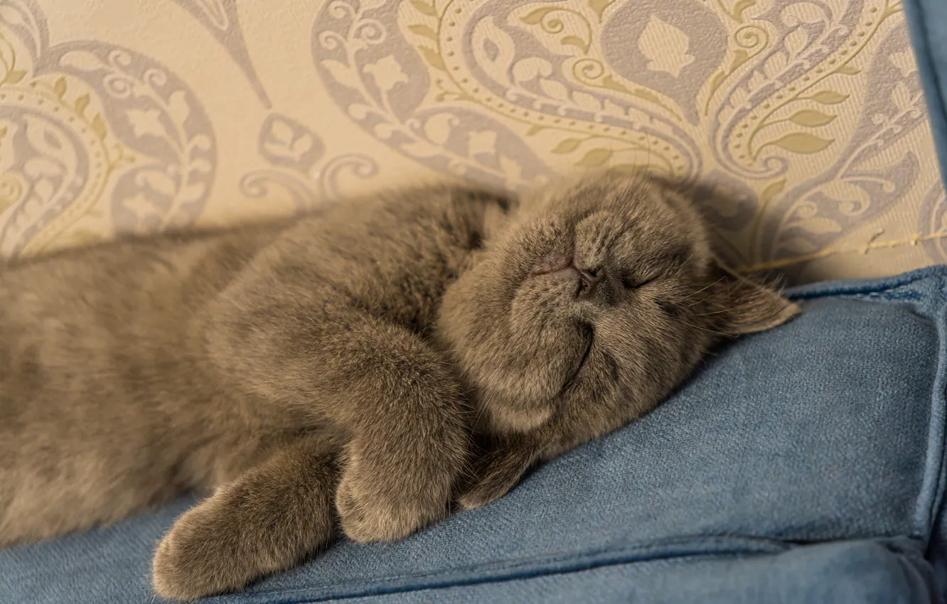 Фото обои кошка, кот, поза, мордашка