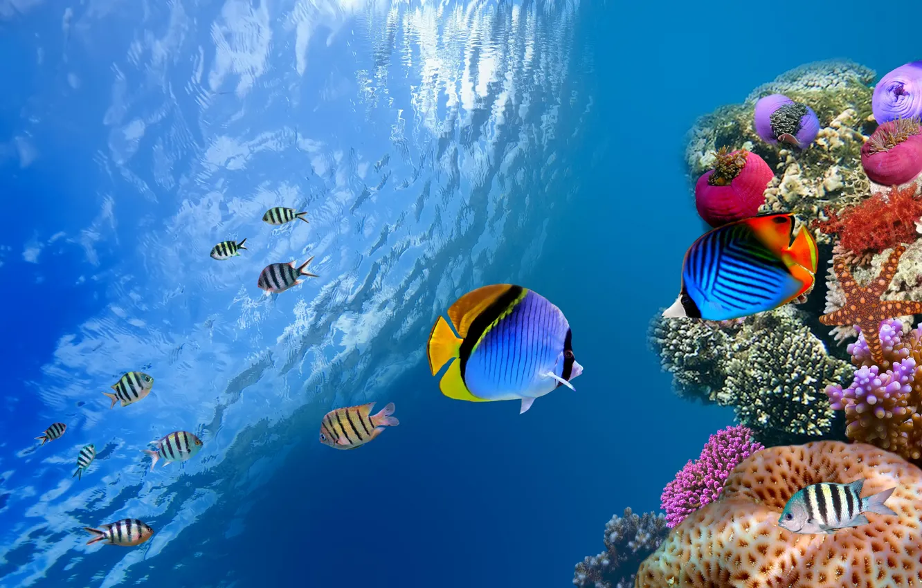 Фото обои рыбы, океан, подводный мир, коралЛы
