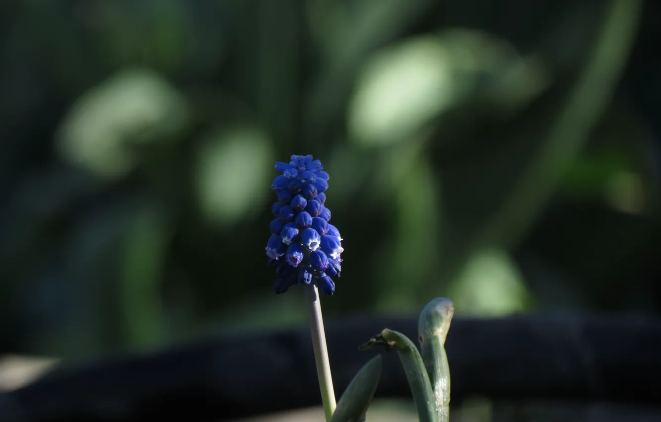 Фото обои цветок, фиолетовый, весна, мускари армянский