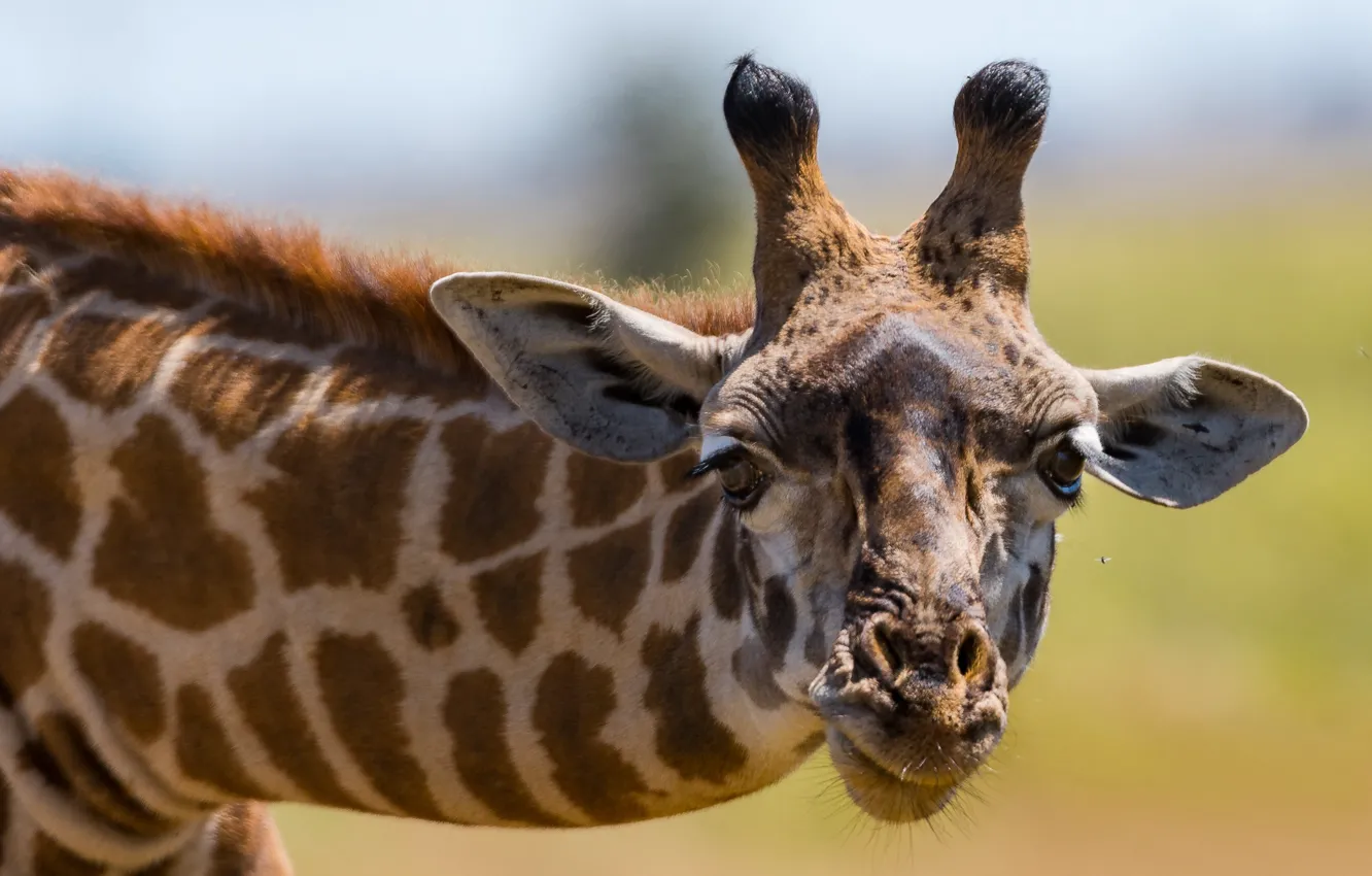 Фото обои взгляд, морда, фон, жираф, шея, рожки