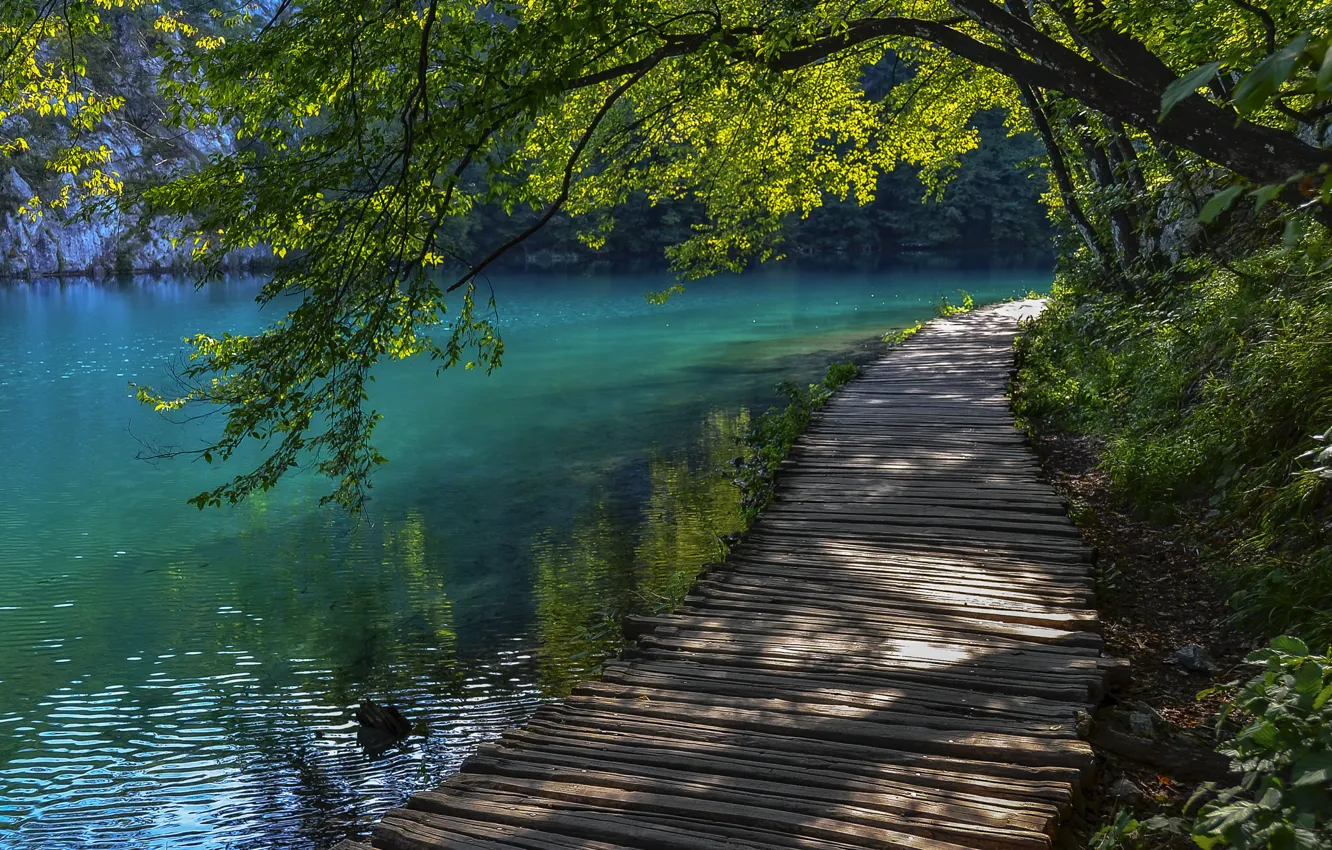 Фото обои лето, вода, дерево, дорожка, Хорватия, Плитвицкие озера, кладь