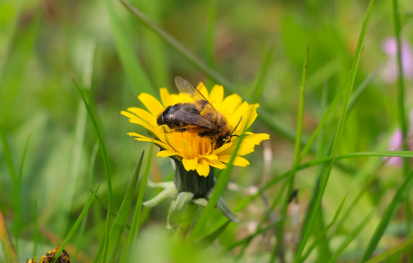 Фото обои flower, insect, bee