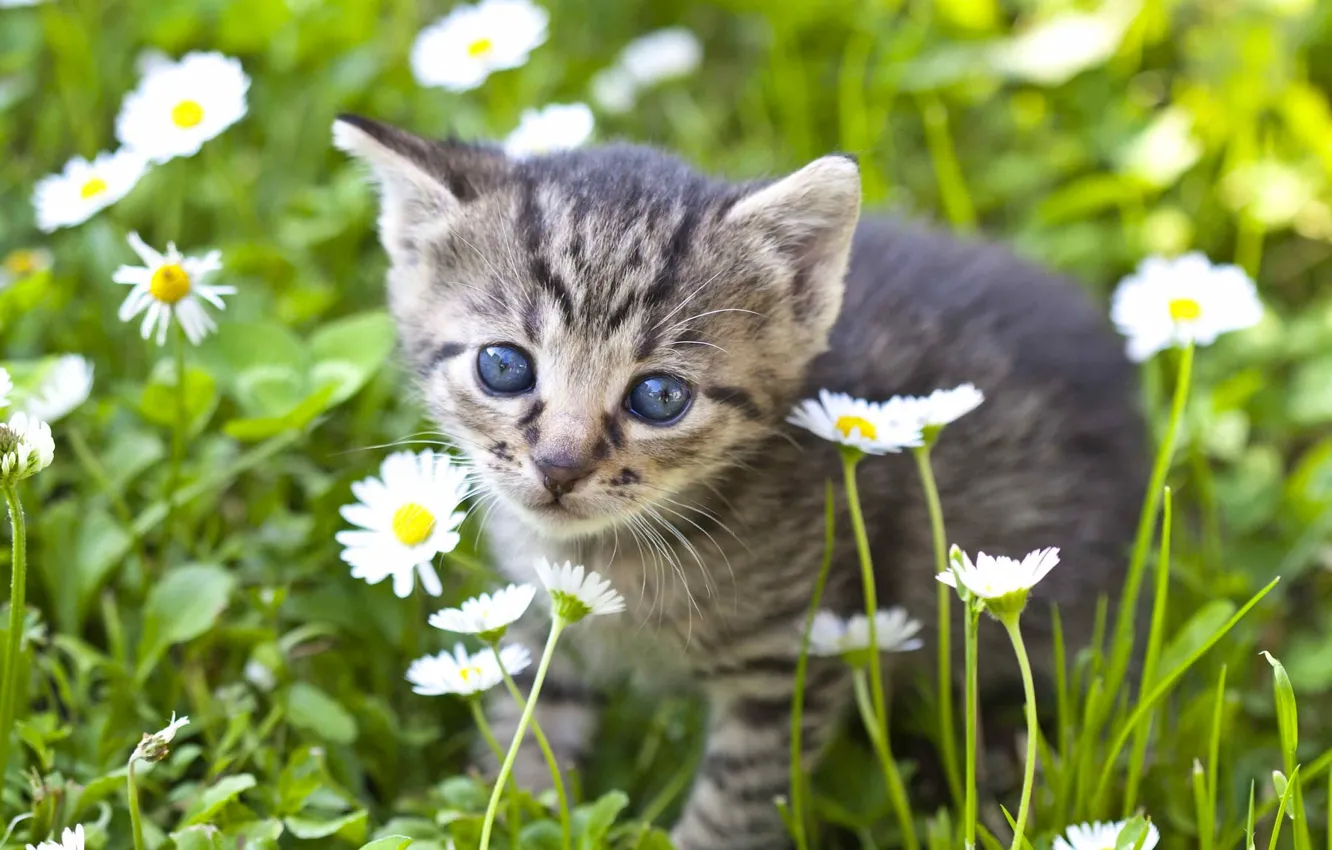 Фото обои взгляд, цветы, ромашки, малыш, мордочка, котёнок