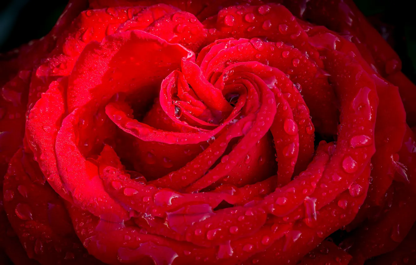 Фото обои капли, макро, красный, роза