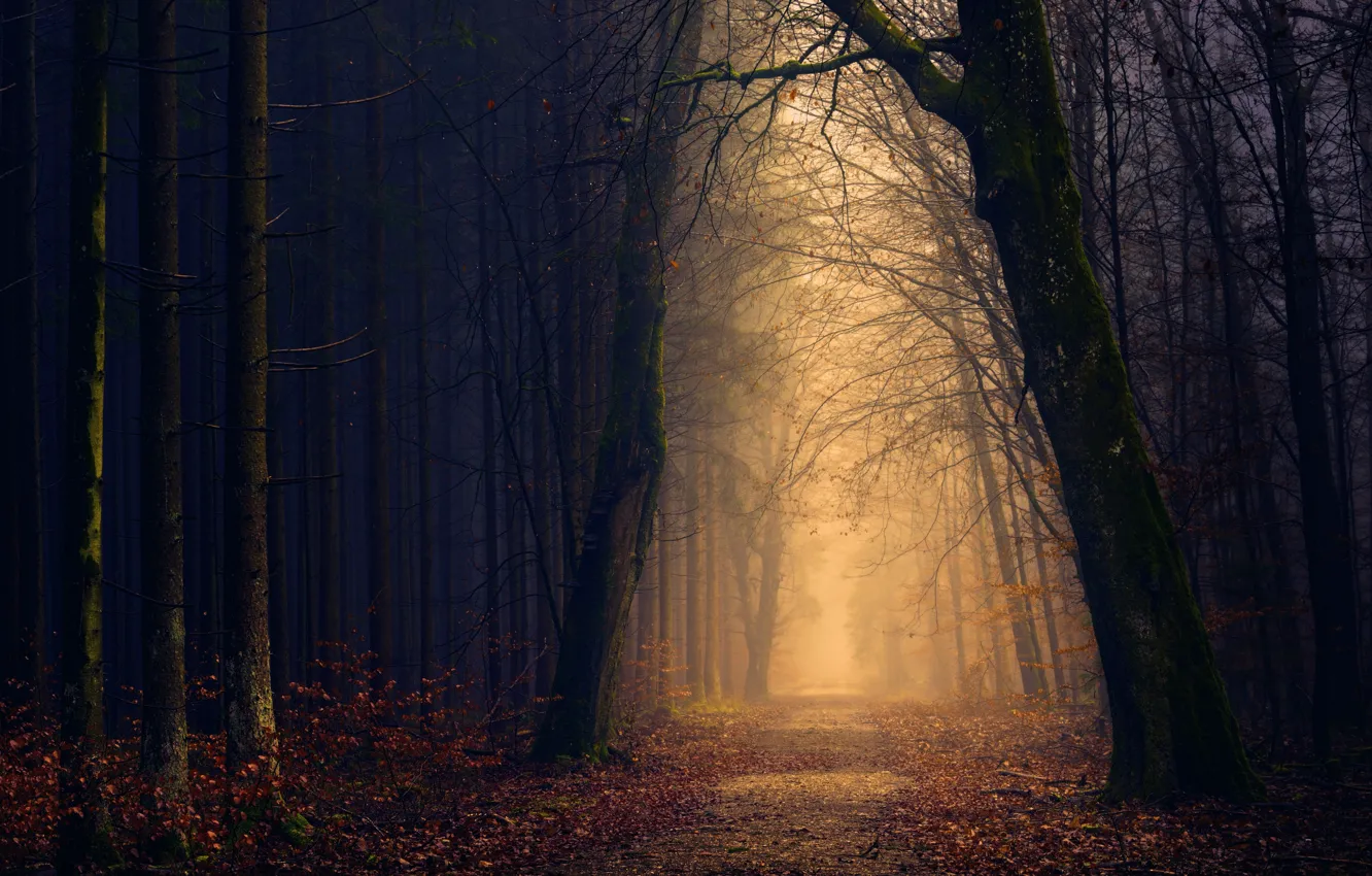 Фото обои дорога, осень, листья, свет, туман, Лес, сумерки
