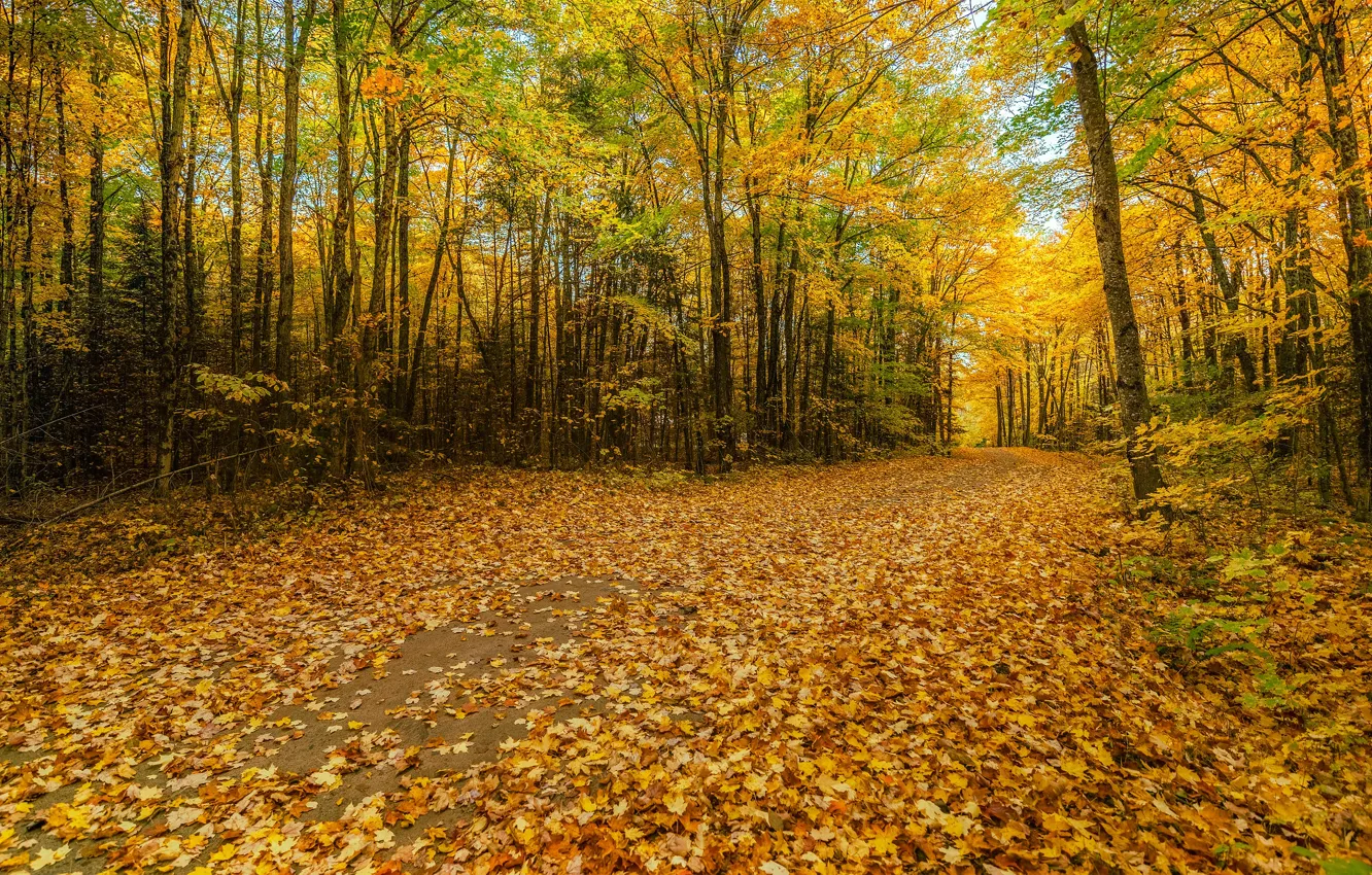 Фото обои дорога, осень, лес, деревья, листва, золотая осень, осенние листья