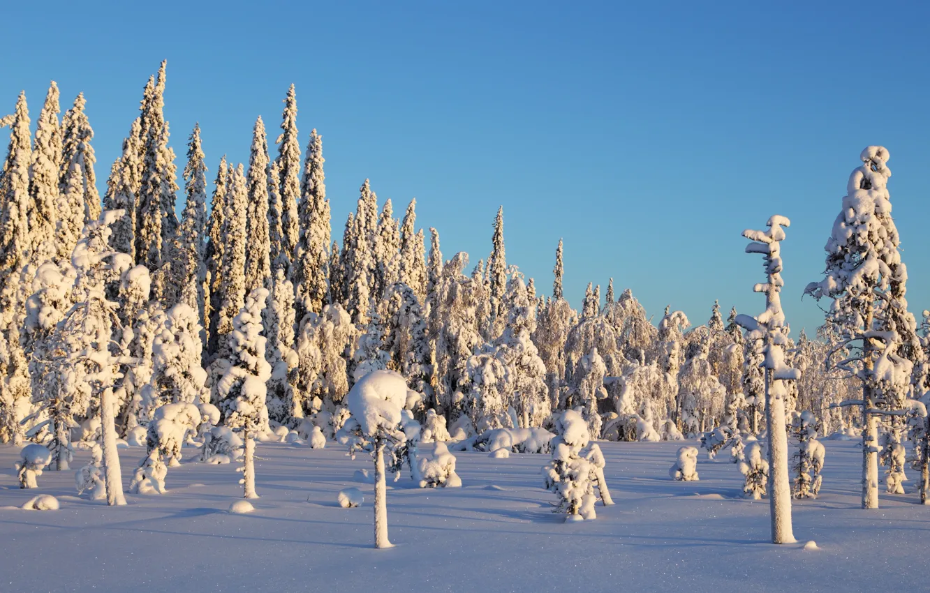 Фото обои trees, winter, snow, sunlight, pine