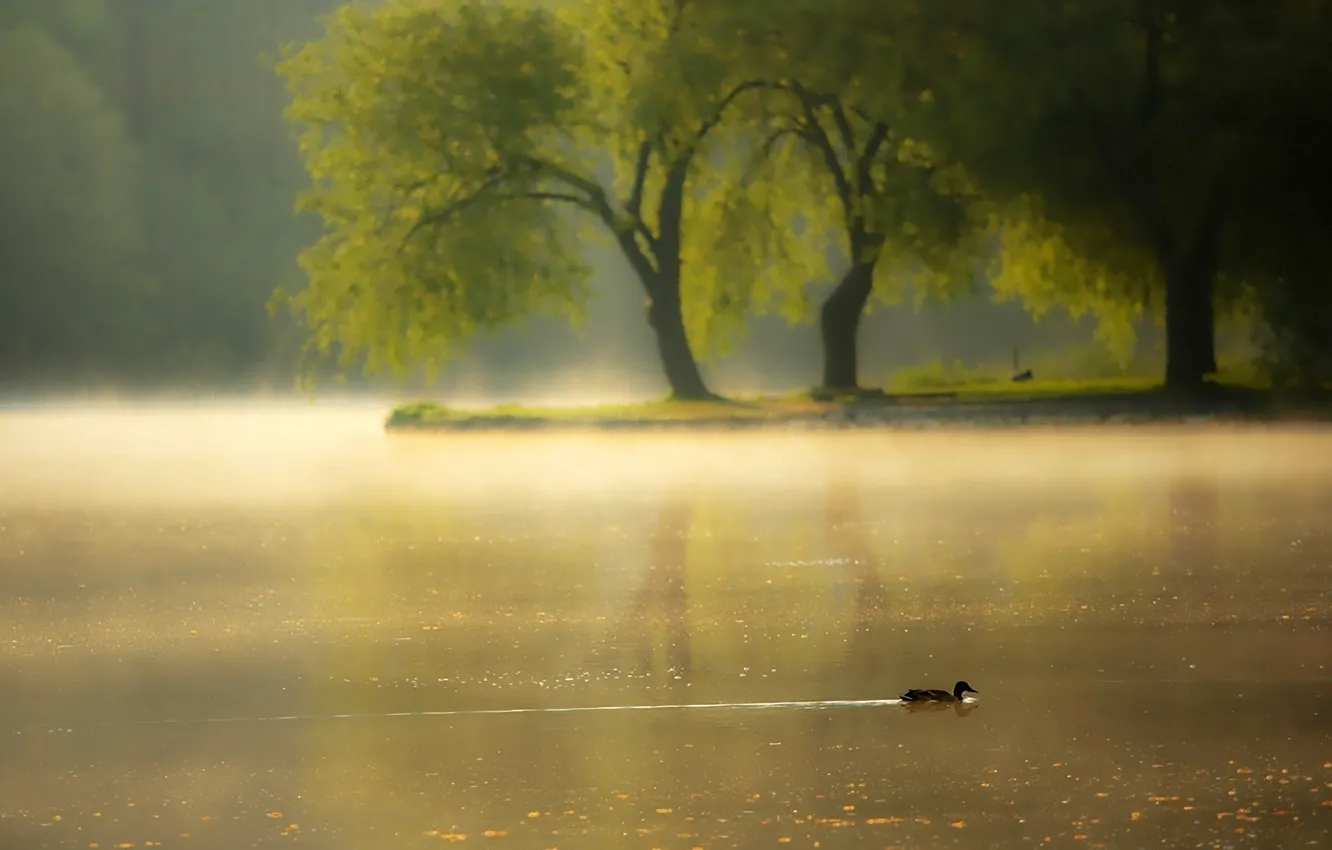 Фото обои туман, река, утро, утка