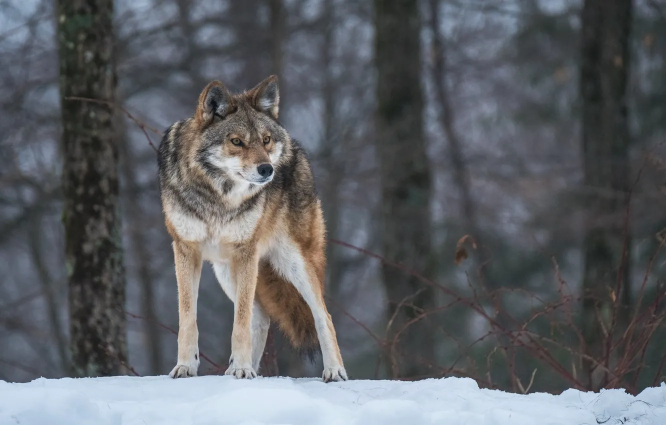 Фото обои поза, волк, хищник, внимание, настороженность