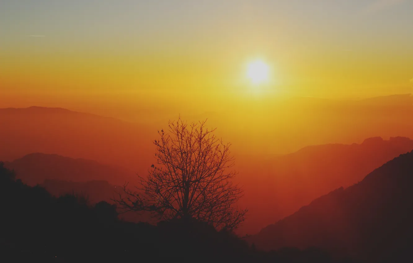 Фото обои небо, солнце, восход, дерево, горизонт