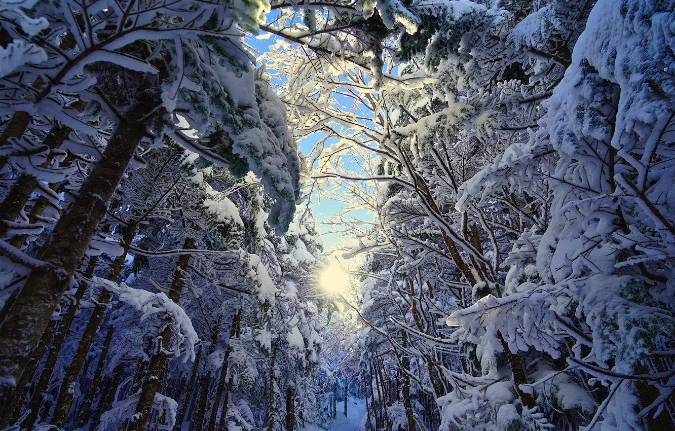 Фото обои зима, иней, лес, небо, солнце, свет, снег, ветки