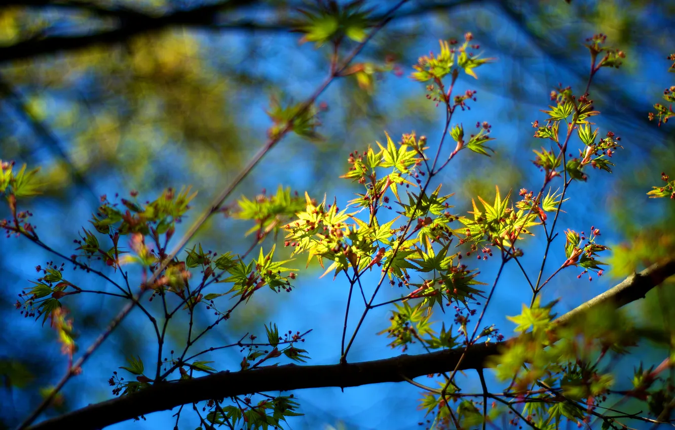 Фото обои листья, цвета, солнце, свет, природа, ветви, обои, растения