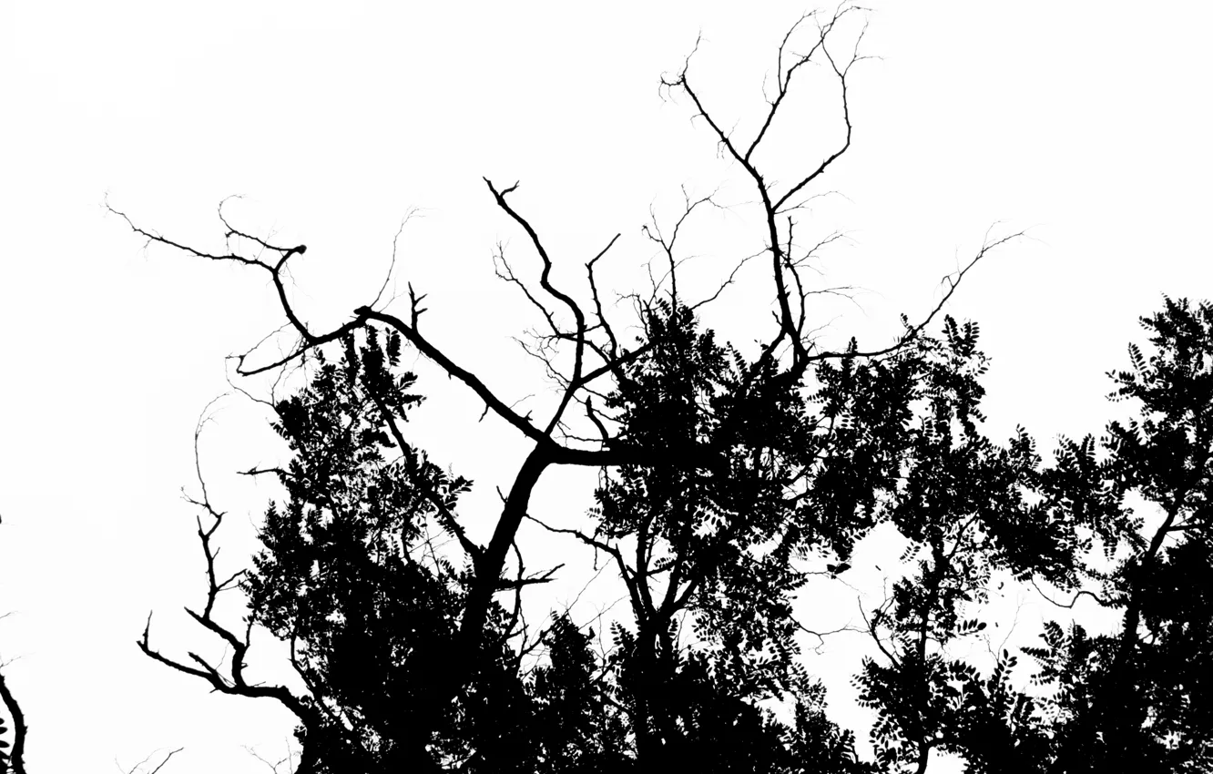 Фото обои небо, листья, фото, ветви, Дерево, силуэт, день, черно-белое