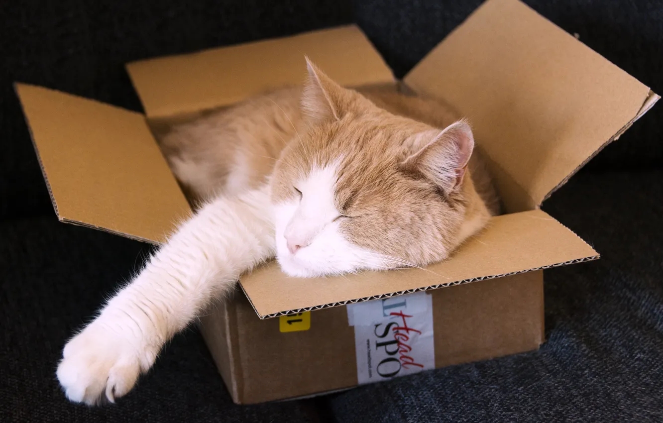 Фото обои кот, коробка, спит