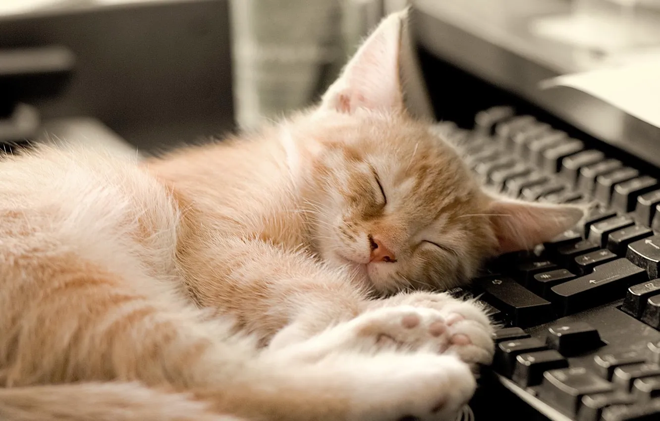 Фото обои кот, спит, клавиатура
