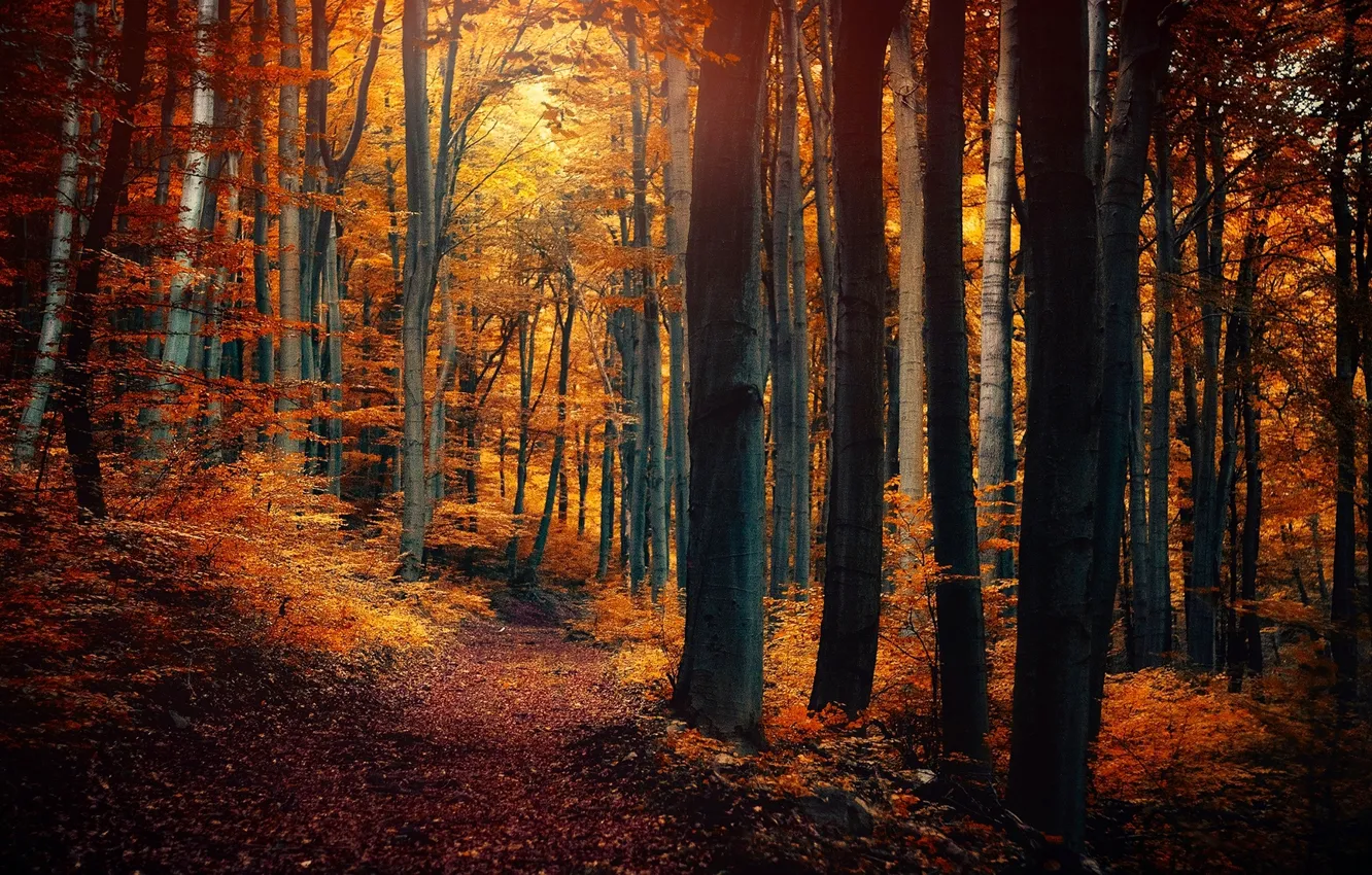 Фото обои осень, лес, листья, деревья, природа, желтые, оранжевые, тропинка