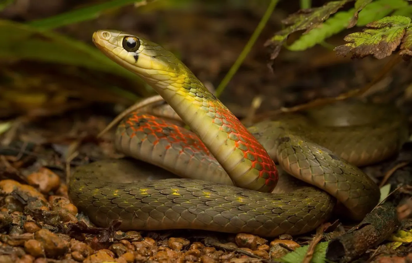 Фото обои лес, природа, змея, Rhabdophis subminiatus, Red necked keelback