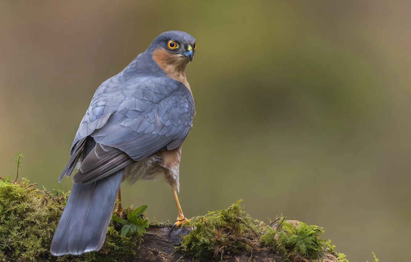 Фото обои Ястреб-перепелятник, хищная птица, Sparrow Hawk