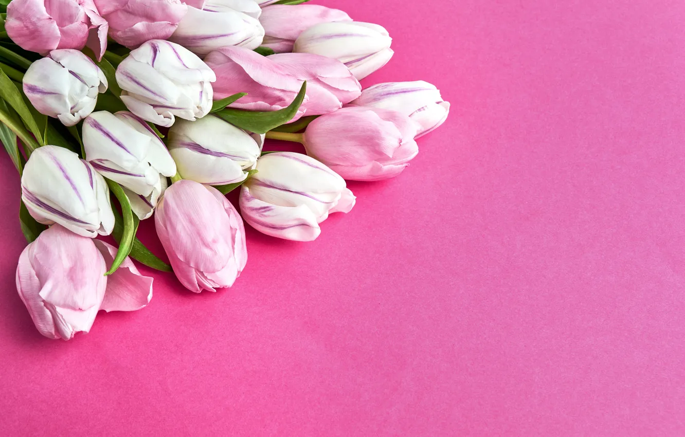 Фото обои цветы, букет, тюльпаны, розовые, розовый фон, pink, flowers, beautiful
