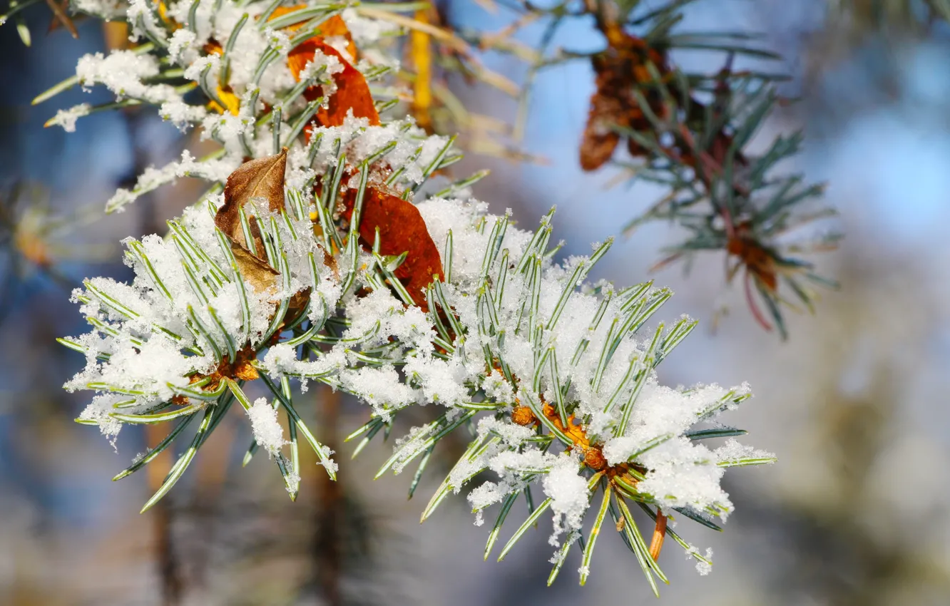 Фото обои winter, snow, pine, twig