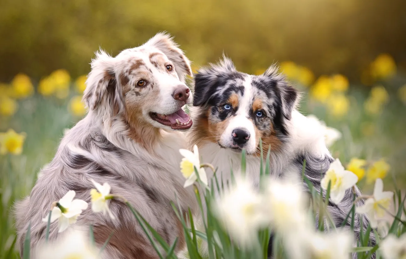 Фото обои животные, собаки, цветы, природа, весна, пара, нарциссы, аусси