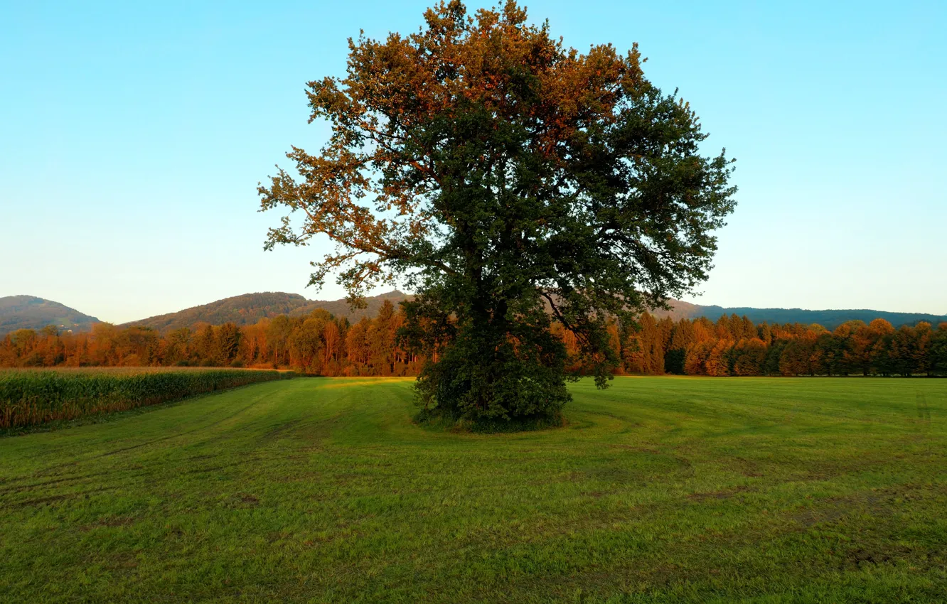 Фото обои Поле, Дерево, Осень, Fall, Tree, Autumn, Colors, Field