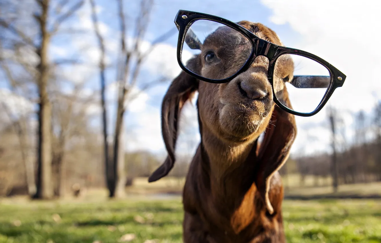 Фото обои фон, очки, Goat